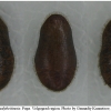 calloph chalybeitincta pupa3 volg